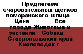 Предлагаем очаровательных щенков померанского шпица › Цена ­ 15 000 - Все города Животные и растения » Собаки   . Ставропольский край,Кисловодск г.